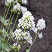 Centranthus albus