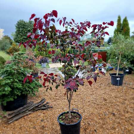 Cercis can. Forest Pansy - image 2