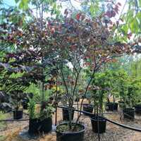 Cercis can. Forest Pansy