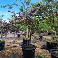 Cercis can. Forest Pansy