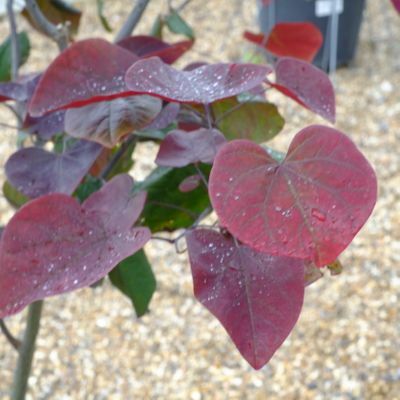 Cercis can. Forest Pansy - image 1