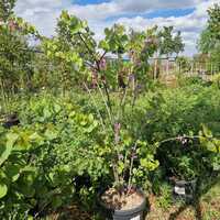 Cercis siliquastrum
