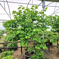 Cercis siliquastrum Alba