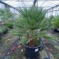 Chamaerops humilis Order online @ Tendercare