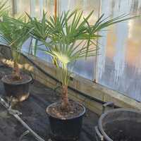 Chamaerops humilis