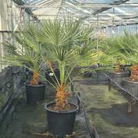 Chamaerops humilis