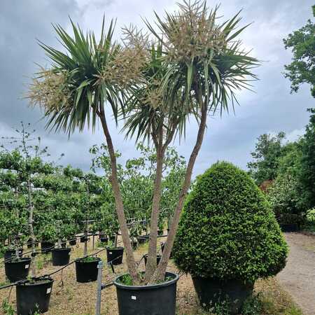 Cordyline indivisa | Tendercare