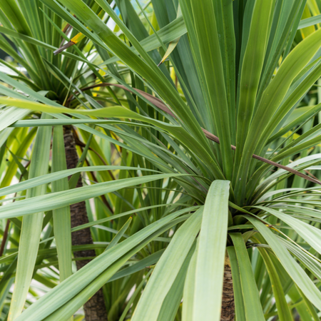 Cordyline indivisa | Tendercare