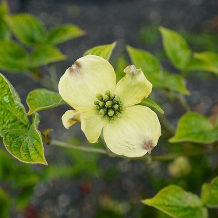 Cornus florida