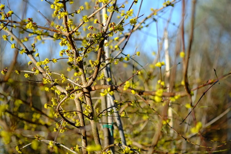 Cornus mas