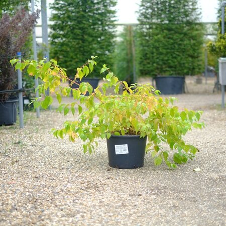 Cornus san. Anny's Winter Orange