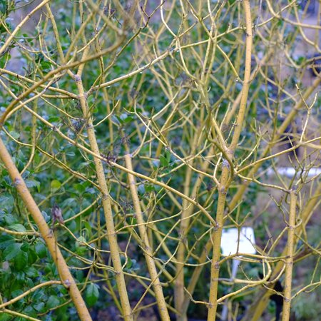 Cornus sericea Flaviramea