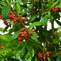 Cotoneaster sal. Willeke