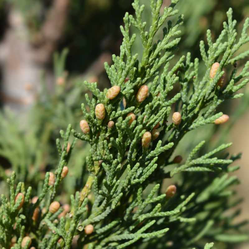 Cupressus sem. Pyramidalis - Tendercare