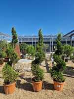 Cuprocyparis Ley. Castlewellan