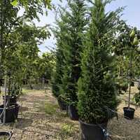 Cuprocyparis leylandii