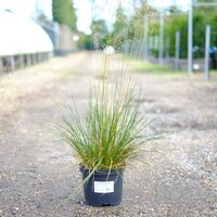 Deschampsia cespitosa Goldtau