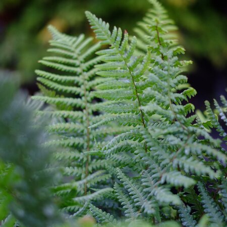 Dryopteris affinis | Tendercare