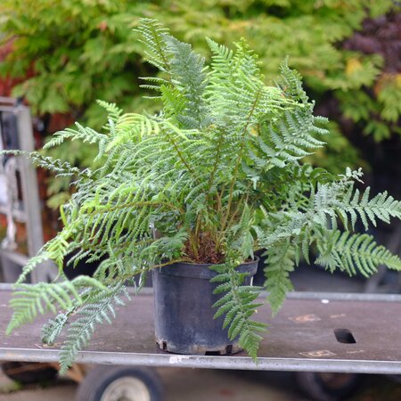 Dryopteris affinis - image 2