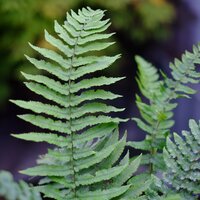 Dryopteris cycadina | Tendercare