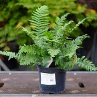 Dryopteris cycadina atrata - image 2