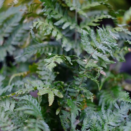 Dryopteris erythrosora 'brilliance' | Tendercare