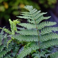 Dryopteris erythrosora - image 1