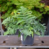 Dryopteris erythrosora - image 2