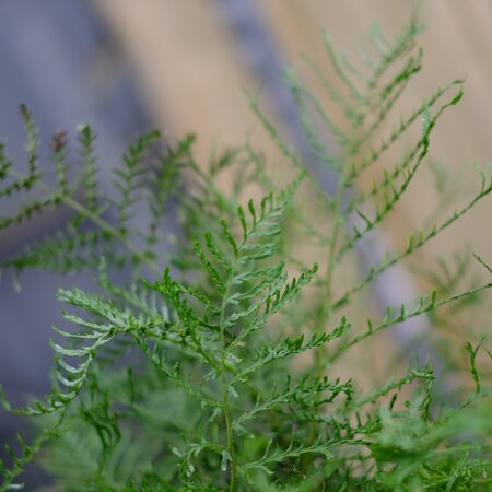 Dryopteris fil. Lin. Polydactyla - image 1