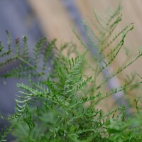 Dryopteris fil. Lin. Polydactyla - image 1