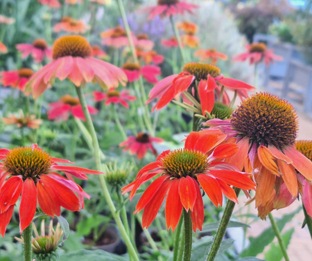 Echinacea Lakota Red