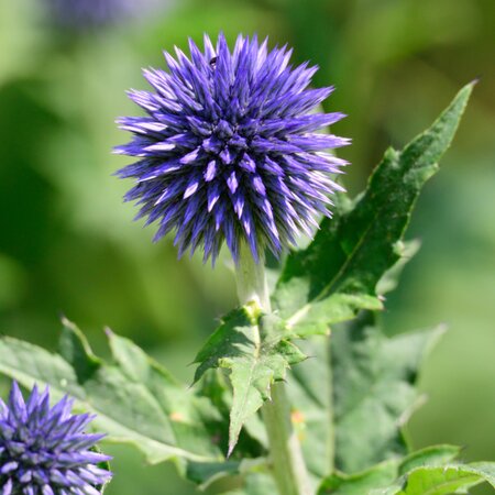 Echinops ritro Veitch's Blue | Order online @ Tendercare
