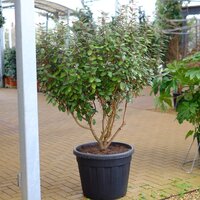 Elaeagnus x ebbingei Compacta