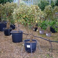 Elaeagnus x ebbingei Gilt Edge