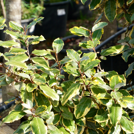 Elaeagnus x submacrophylla Viveleg - image 2