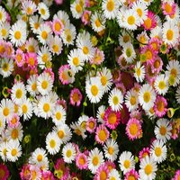 Erigeron karvinskianus