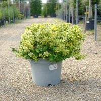 Euonymus for. Emerald n Gold