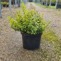 Euonymus for. Emerald n Gold