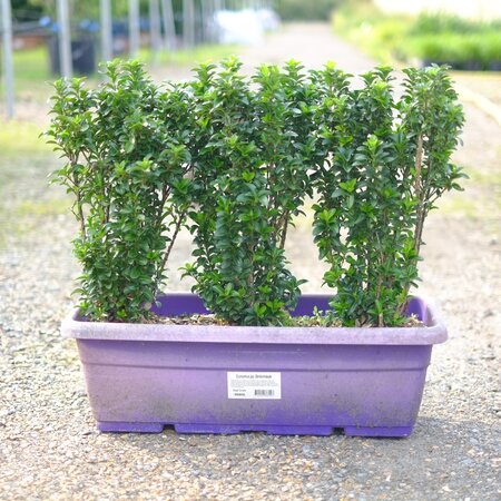 Euonymus jap. Benkomasaki