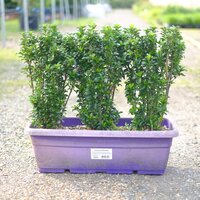 Euonymus jap. Benkomasaki