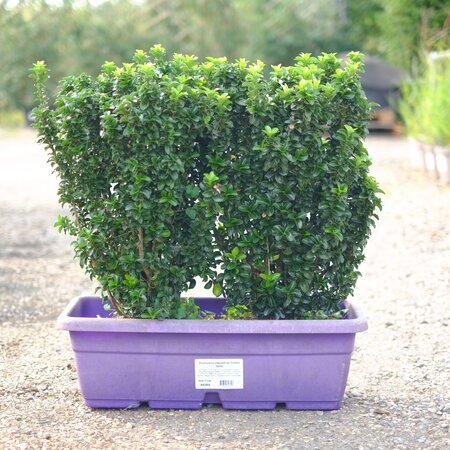 Euonymus japonicus Green Spire