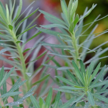 Euphorbia characias subsp. wulfenii - image 1