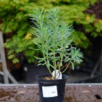 Euphorbia characias subsp. wulfenii - image 2