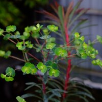 Euphorbia Miners Merlot - image 1