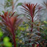 Euphorbia Miners Merlot - image 3