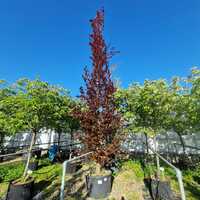 Fagus sylvatica Rohan Obelisk