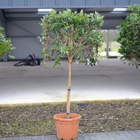 Feijoa sellowiana