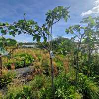 Ficus carica Brogiotto Nero
