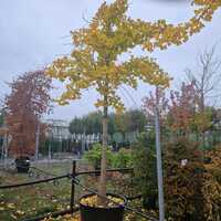 Ginkgo biloba