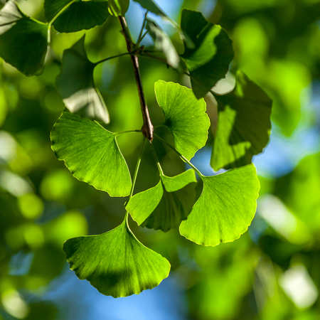 Ginkgo biloba  Order online @ Tendercare